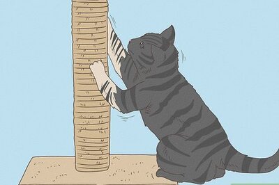 How to Stop Your Cat from Scratching the Carpet