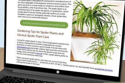 How to Water Plants with Coffee