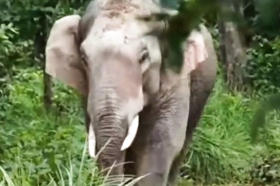 In Karnataka, Elephant Gives Birth Inside A Villager's House