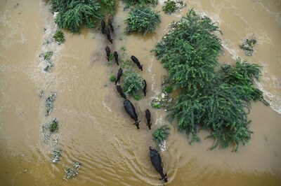 Nearly 1,900 Dead, 46 Missing This Monsoon as Heavy Rains, Floods Batter Indian States