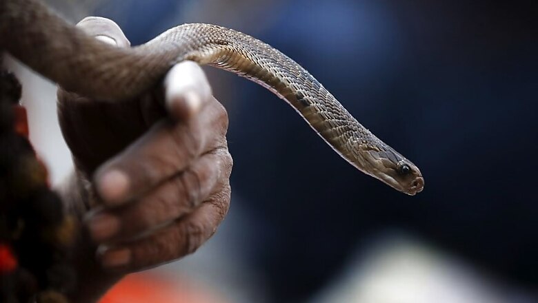 Venomous Snake Found in Passenger's Bag at Kochi Airport