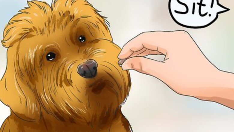 How to Care for Labradoodles