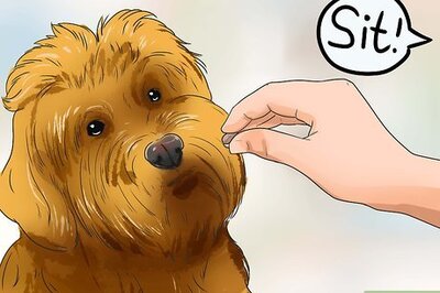 How to Care for Labradoodles
