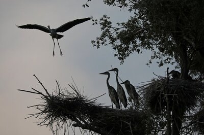 Lucknow Zoo Shuts Bird Enclosures After Bird Flu Scare in Kanpur